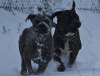 rustic cane corso dog